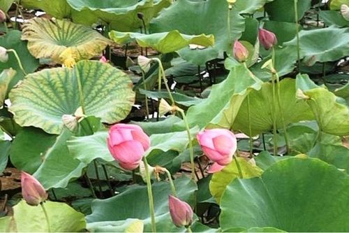 Giống sen mới đang dần trở thành cây trồng chủ lực