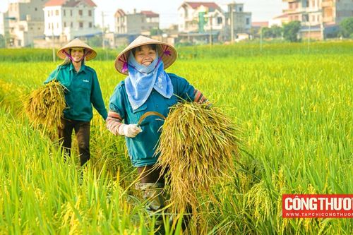 Tập đoàn Lộc Trời (cổ phiếu LTG): Chấp thuận các hợp đồng xuất khẩu gạo lên đến 127 triệu USD/hợp đồng