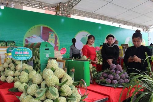 Thái Nguyên: Kết nối tiêu thụ sản phẩm na