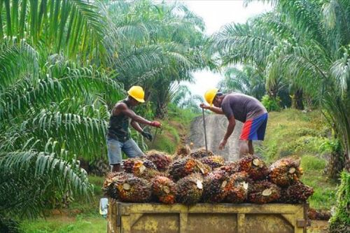 Malaysia, Indonesia, EU: Đối thoại để giải quyết khúc mắc về Luật Chống phá rừng