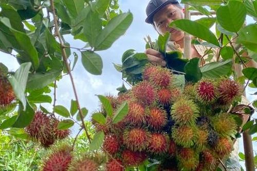 Phát huy vai trò của HTX trong quản lý chỉ dẫn địa lý