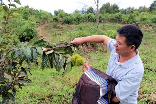 Huyện vùng biên giảm nghèo nhanh nhờ giúp cây đặc sản hết 'long đong'