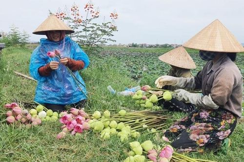 Hà Tĩnh giảm nghèo hiệu quả từ mô hình tích tụ ruộng đất