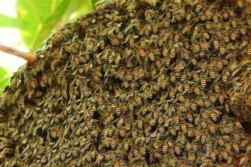 Hai người tử vong khi săn mật ong