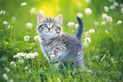 Bạn biết gì về Ngày quốc tế mèo?