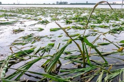 Trung Quốc lo ngại về an ninh lương thực sau đợt lũ lụt 'lịch sử'