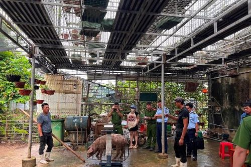 Bị phát hiện khi cố tình gian lận trong cân đo lợn