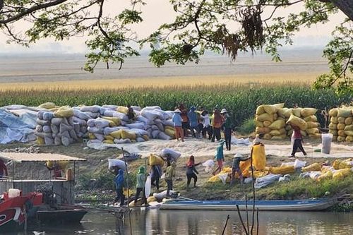 Giá gạo tăng, doanh nghiệp vẫn lo