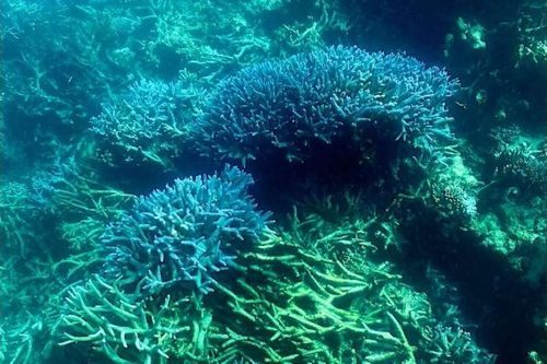 Australia: El Nino đe dọa sự phục hồi của rạn san hô Great Barrier Reef