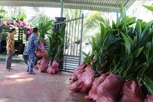 Tiếp nhận 3.000 cây dừa giống phủ xanh quần đảo Trường Sa do thị xã Hoài Nhơn (Bình Định) trao tặng