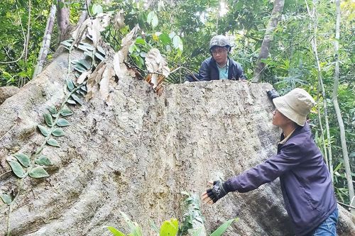 Vụ rừng phòng hộ cổ thụ bị 'xẻ thịt' ở Bình Định: Khởi tố vụ án, chuyển điều tra hình sự