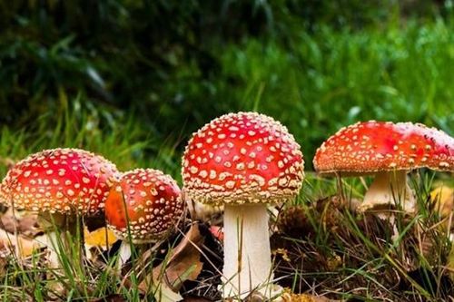 Hái nấm sau mưa để ăn, cả gia đình gặp họa sát thân