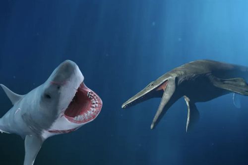 Kẻ thắng trận chiến giữa cá mập Megalodon và thằn lằn Mosasaurus?