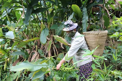 Người dân miền núi Nghệ An xóa đói giảm nghèo nhờ cây 'trời ban'