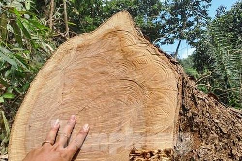 Chuyển cơ quan điều tra vụ khai thác trái phép rừng phòng hộ ở Bình Định