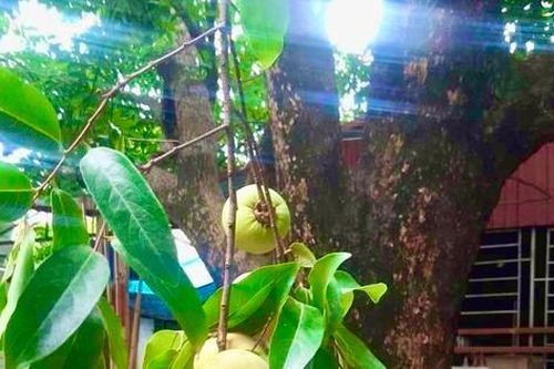 Thị thơm 'cô Tấm' xuống phố, gần 200.000 đồng/cành vẫn được săn đón