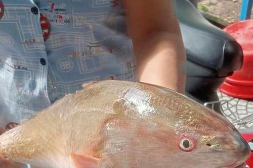 Ngư dân Đà Nẵng bắt được cá nghi sủ vàng siêu quý hiếm, nặng hơn 3,5kg