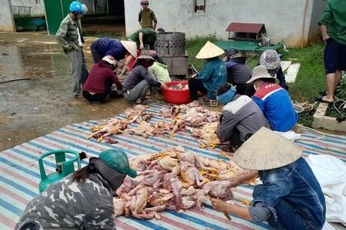 Vụ chập điện khiến 10.000 con gà chết, người dân chung tay giải cứu