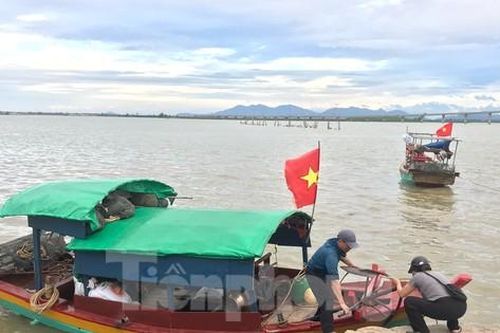 Ngư dân kiếm tiền triệu mỗi ngày nhờ đi bắt thức ăn cho tôm hùm