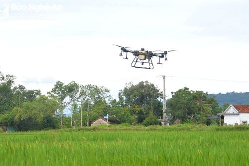 Máy bay không người lái phun thuốc trừ sâu trên đồng lúa Yên Thành
