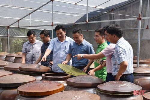 Hà Tĩnh phân bổ hơn 9 tỷ đồng Chương trình 'Mỗi xã một sản phẩm'