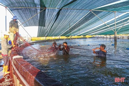 Hà Tĩnh: Dư nợ tín dụng lĩnh vực nông, lâm, thủy sản đạt hơn 11.900 tỷ đồng