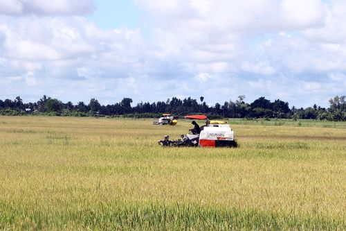 Sóc Trăng: Nông dân phấn khởi vì giá lúa Hè Thu tăng cao