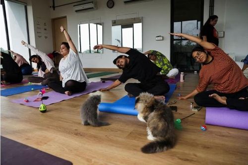 Thú vị lớp học yoga cùng những chú mèo ở Ấn Độ