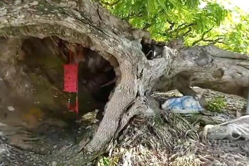 Từ anh xe ôm trở thành 'vua me' với những tác phẩm cây cảnh 'hái' ra tiền tỷ