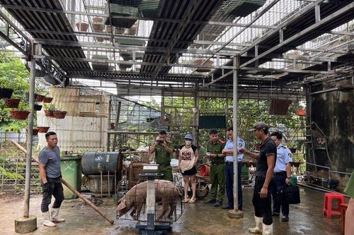 Phát hiện nhóm thương lái gian lận khi mua lợn của người dân