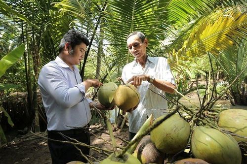 Tin vui cho quả dừa Việt Nam tại thị trường Mỹ