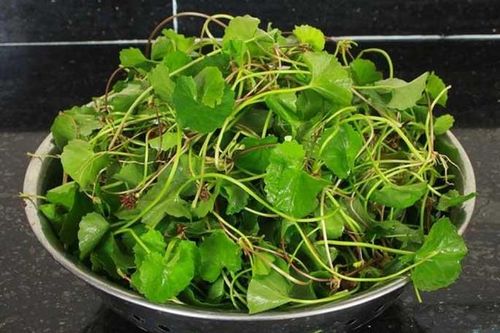 Lợi ích của rau má và lưu ý khi sử dụng