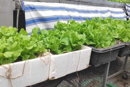 Cách trồng xà lách trong thùng xốp