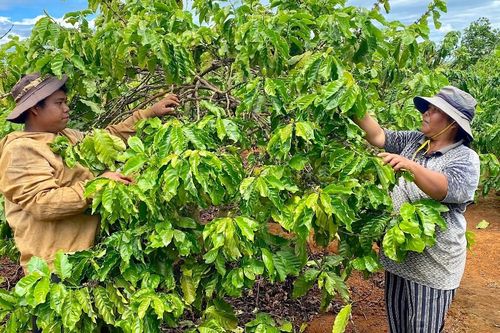Gia Lai tăng cường lãnh đạo, chỉ đạo hoạt động tín dụng chính sách xã hội