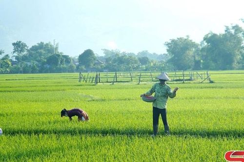 Đảm bảo vụ mùa đạt năng suất, chất lượng