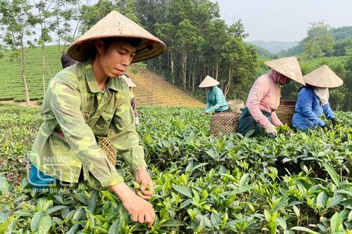 Trồng chè hữu cơ - hướng đến nông nghiệp bền vững