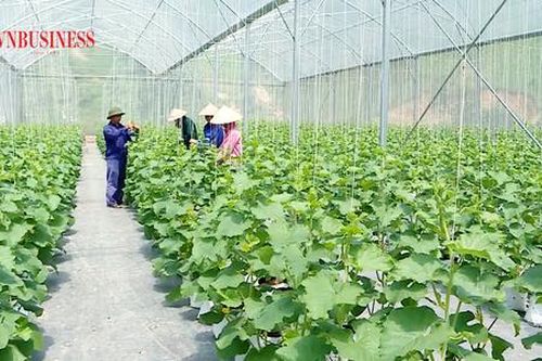 Đi tìm 'chìa khóa' làm giàu ở vùng cao Sơn Dương