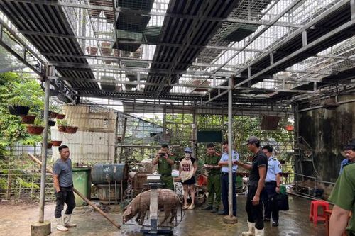 Lật tẩy chiêu cân gian hơn 200kg thịt lợn hơi