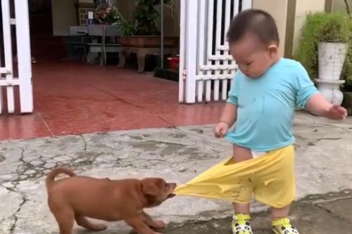 Em bé bất lực khi bị chó 'cướp' quần