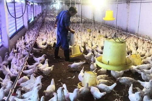 Quốc Oai tập trung phòng dịch trong chăn nuôi