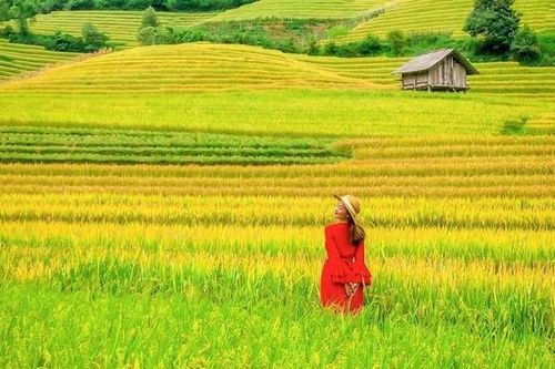 Mùa vàng Nậm Cang đẹp như tranh, hấp dẫn giới trẻ đến check in
