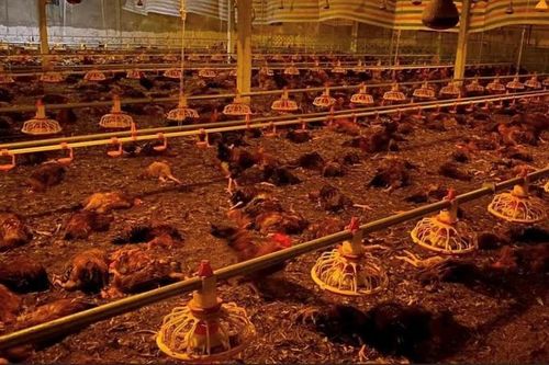 10.000 con gà sắp xuất bán lăn ra chết, chủ trại 'đốt' tiền tỷ