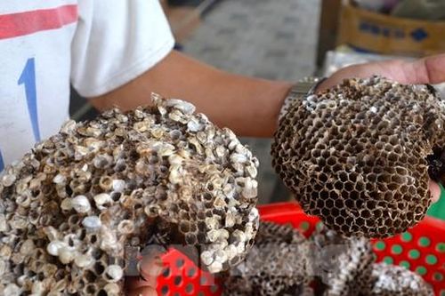 Thứ vứt đi của tổ ong được bán với giá tiền triệu