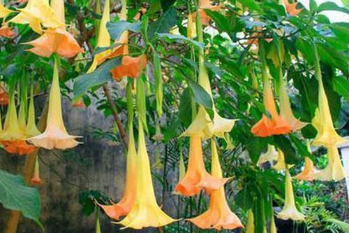 8 người ngộ độc do ăn hoa chuông xào trứng