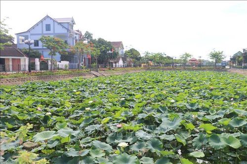 Phát triển sản phẩm du lịch nông nghiệp đặc trưng quê Bác