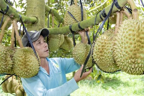 Thúc đẩy ứng dụng IPHM trên cây trồng