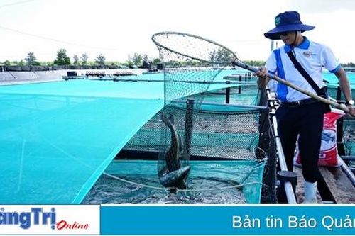 Diện tích nuôi biển toàn tỉnh đạt trên 71 ha