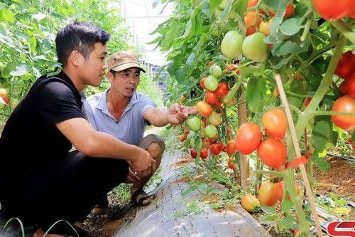 Trồng rau an toàn ở Tân Lập