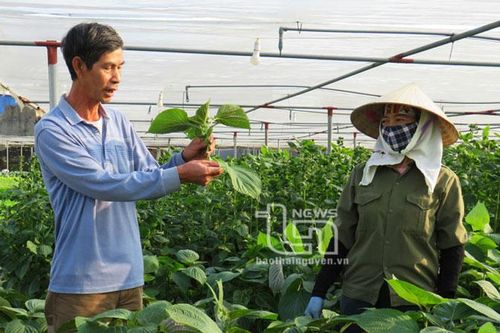 Nông dân Phổ Yên thi đua sản xuất - kinh doanh giỏi