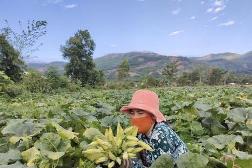 Giảm nghèo hiệu quả từ chính sách hỗ trợ đúng và trúng ở Văn Quan